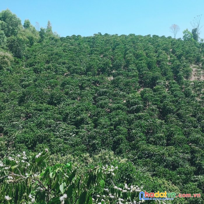 Cần bán gấp lô đất đẹp gía đầu tư tại xã lộc nam, huyện bảo lâm, lâm đồng