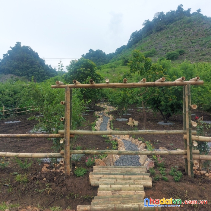 Đất nền mộc châu đón sóng cao tốc, bán mảnh 800m2 tà số, trên đất có 80 gốc mận