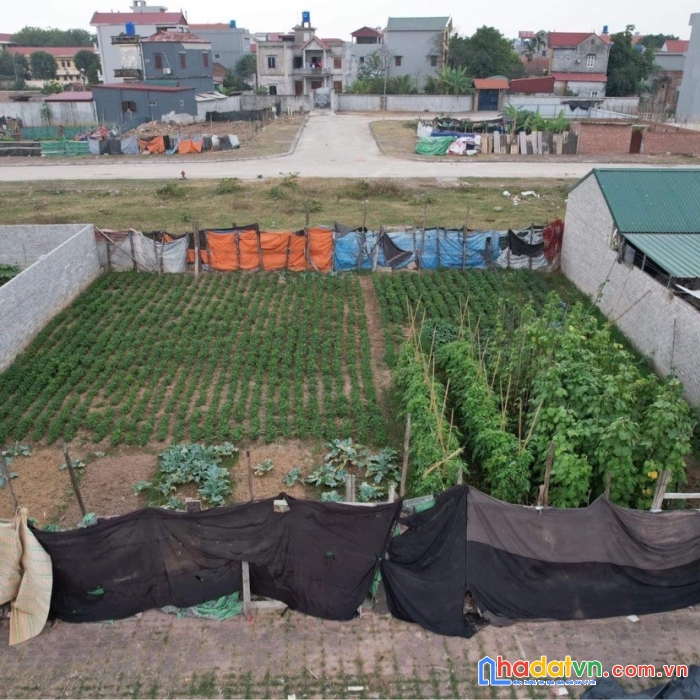 Chính chủ cần bán đất tại : thôn nghĩa chỉ, xã minh đạo, tiên du bắc ninh.