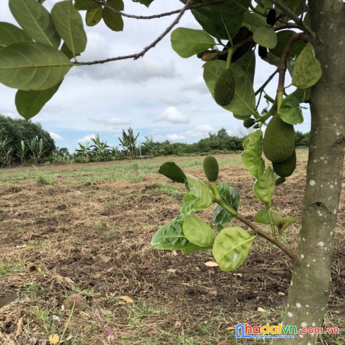 Đất vườn vũng tàu giá rẻ cho nhà đầu tư .