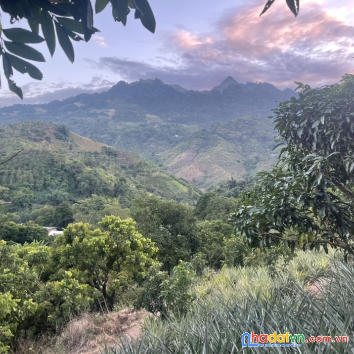 Đất nền mộc châu đón sóng cao tốc. mảnh đất 9000m2 có sẵn 500 gốc xoài, 1000 cây dứa đang thu hoạch