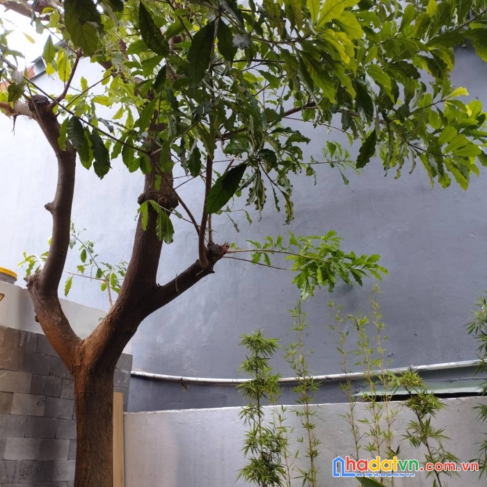 Nhà đẹp quận thanh khê, tràn ngập ánh sang tự nhiên và cây xanh.