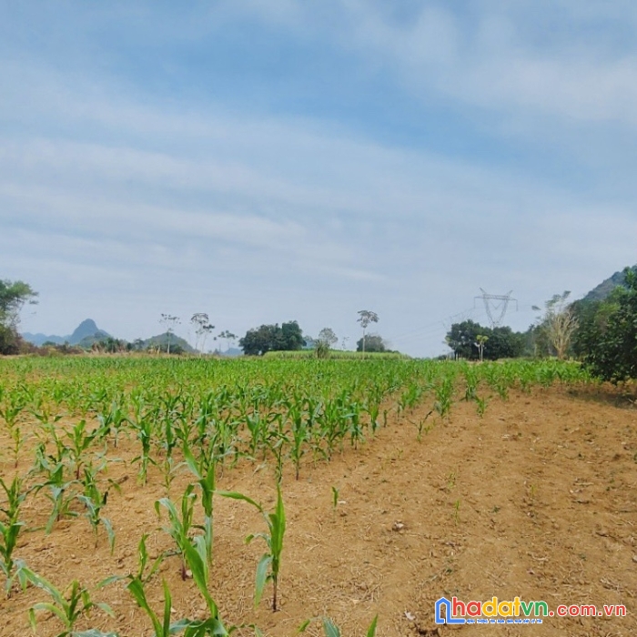 Siêu phẩm bám hồ cành lạc sơn - hòa bình giá rẻ chưa từng có. 3040m 200m thổ cư giá chỉ 3.5 tỷ