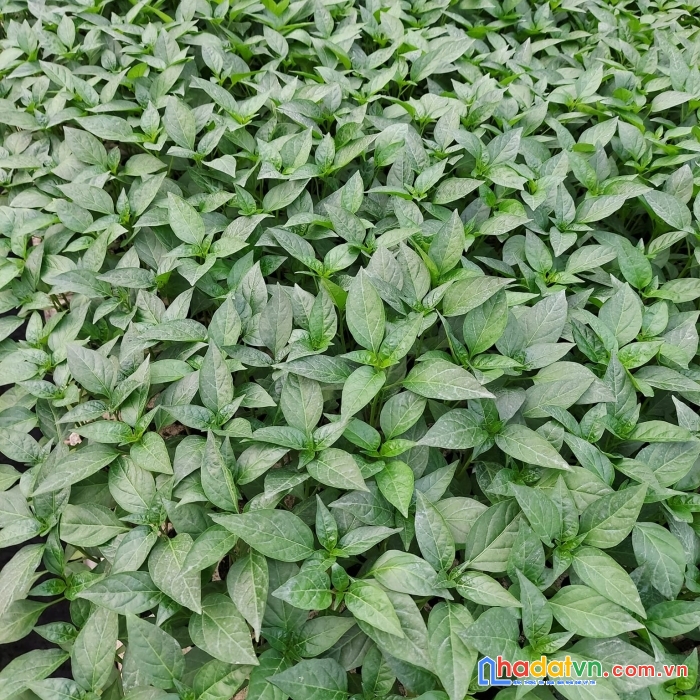 Xem là chốt, nhà mt nhựa tân xuan, hocmon, 4x17m, chỉ 4.9ty