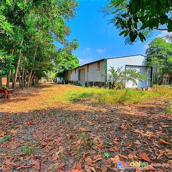 6630 m2 đất nền nhà xưởng sẵn thổ cư kế dt 823 tt đức hoà long an chỉ 16 tỷ