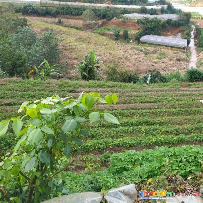 Cần bán gấp đất rộng giá rẻ view đẹp tại xuân thọ, đà lạt 3000m2 giá 2.7 tỷ