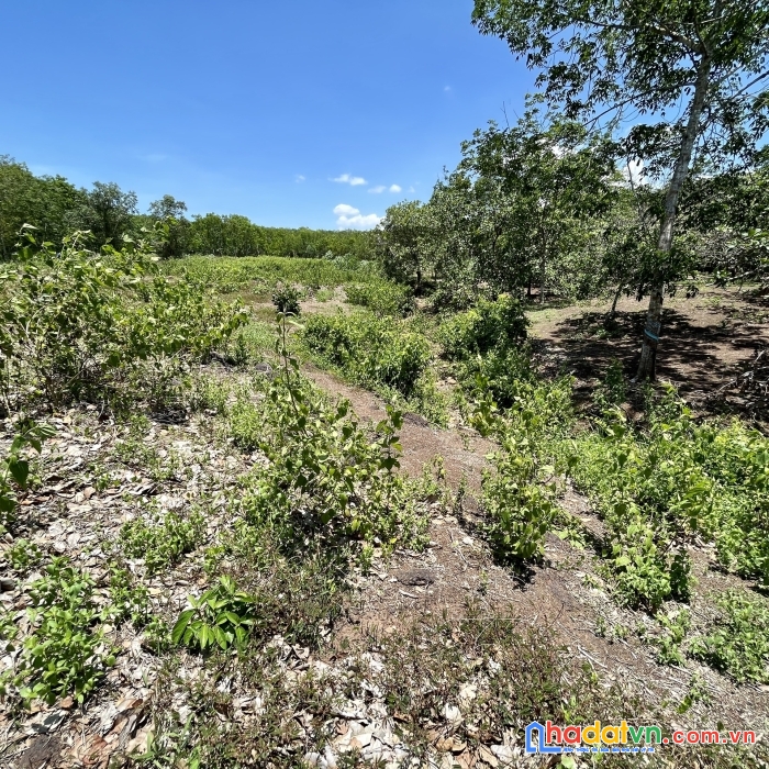 Cần bán 13 sào đất ở hoà hưng, xuyên mộc, bà rịa vũng tàu