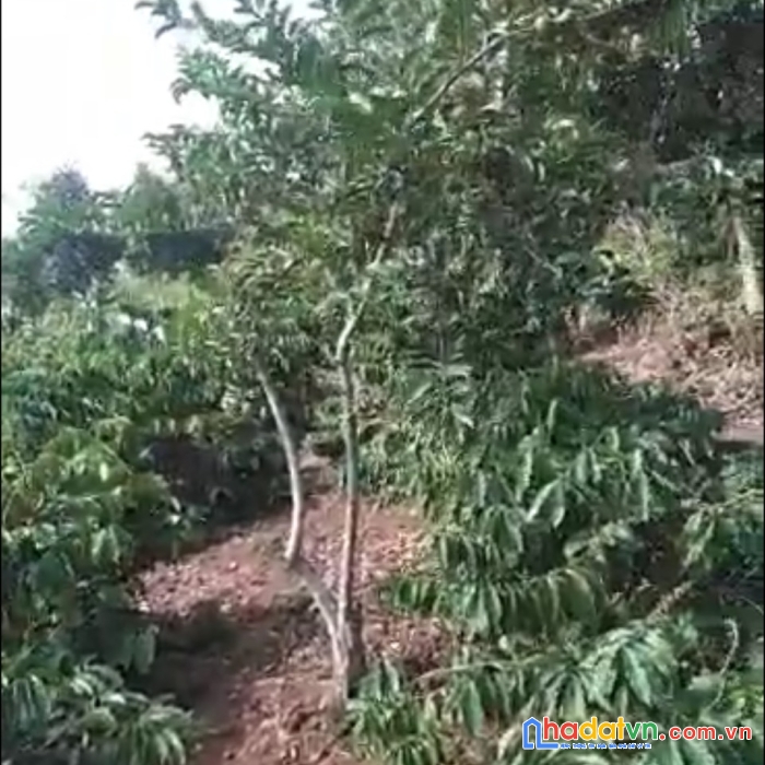 Chính chủ cần bán gấp lô đất tại xã krông buk, krông pắk- đăk lăk
