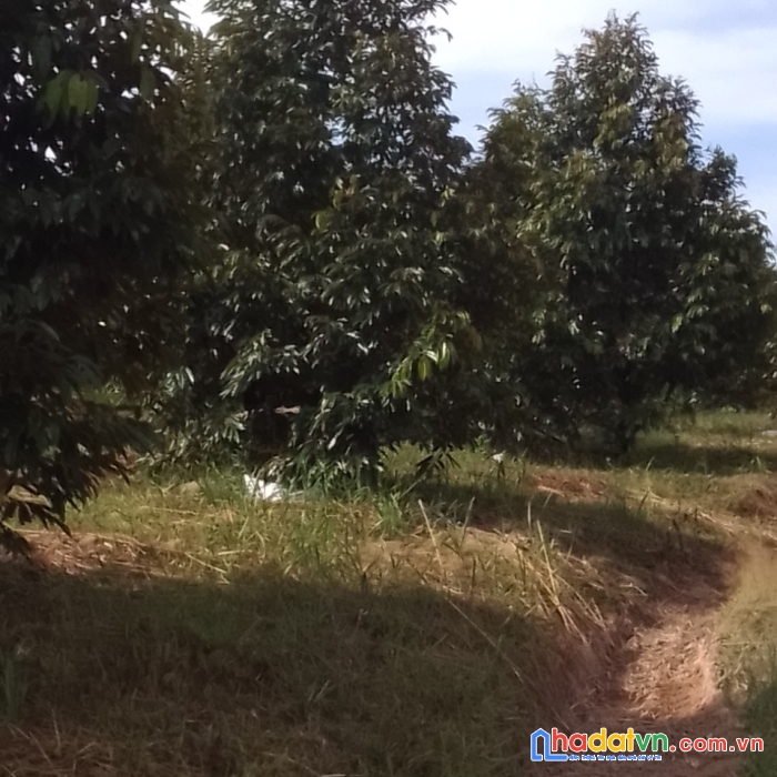 Cần bán gấp vườn sầu riêng thái (dona) có 400 cây tại xã sơn lâm, khánh sơn, khánh hoà.
