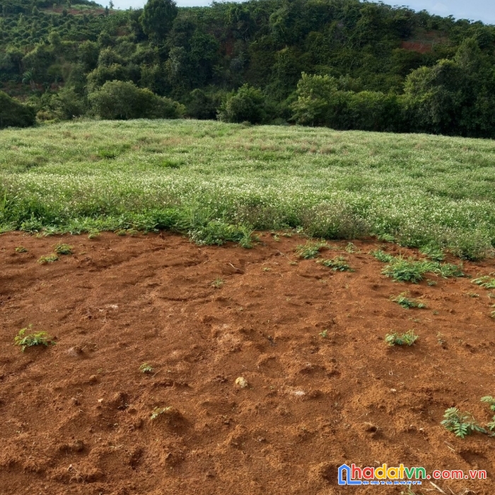 Cần bán gấp lô đất đẹp gía đầu tư tại xã hòa ninh, di linh. lâm đồng