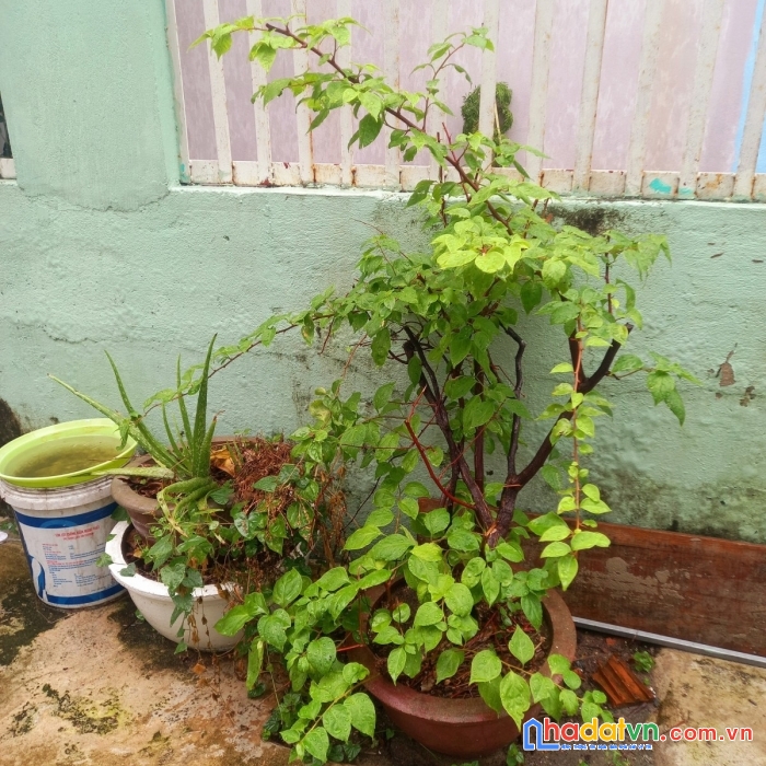 Bán đất tặng nhà cấp 4 diện tích khùng hoà cường bắc hải châu