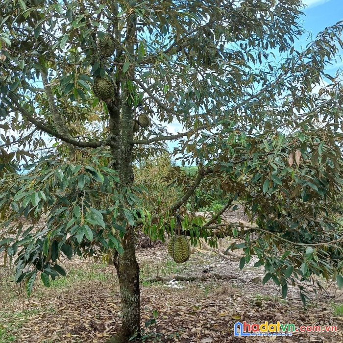 11000m đất vườn sầu riêng xã thanh sơn huyện định quán tỉnh đồng nai - có 200 view sông đồng nai