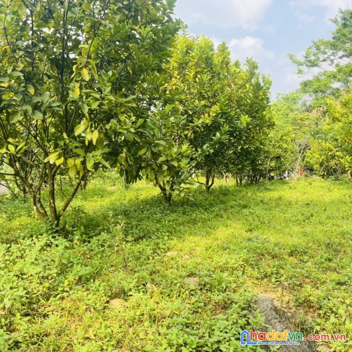 Bán lô đất trục chính đi kdl suối hoa tại hòa bình  giá nét 850 triệu 1154m 250m ont view đẹp, bám