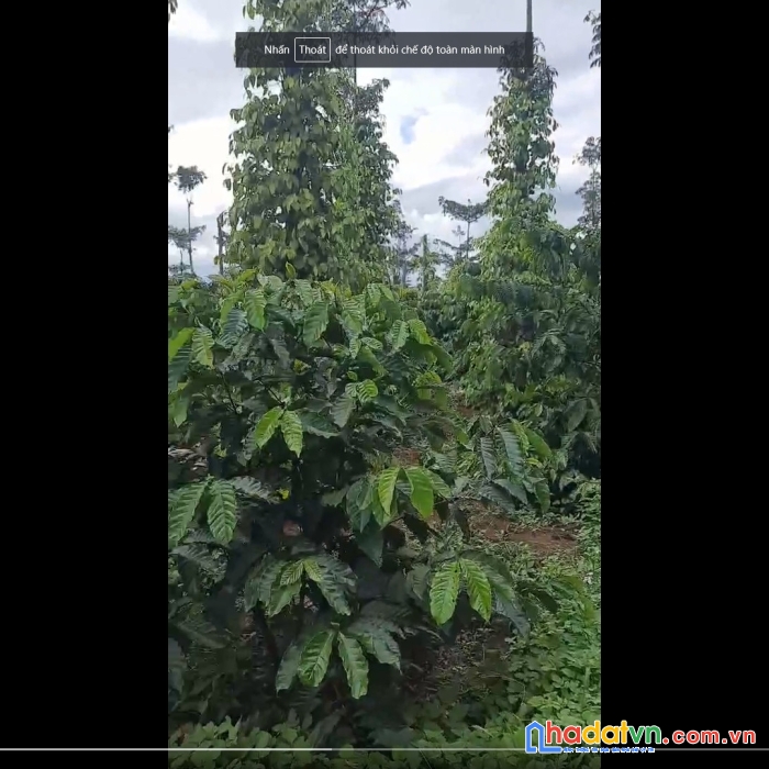 Chính chủ cần bán nhanh lô đất 3 mặt tiền vị trí đẹp tại huyện đắk glong, tỉnh đắk nông