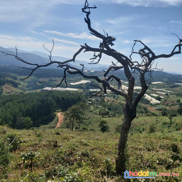 Cần tiền bán gấp đất rộng view đẹp tại tà nung, đà lạt