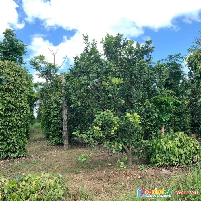 Sở hữu ngay lô đất vị trí đẹp tại huyện ea kar, tỉnh đắk lắk