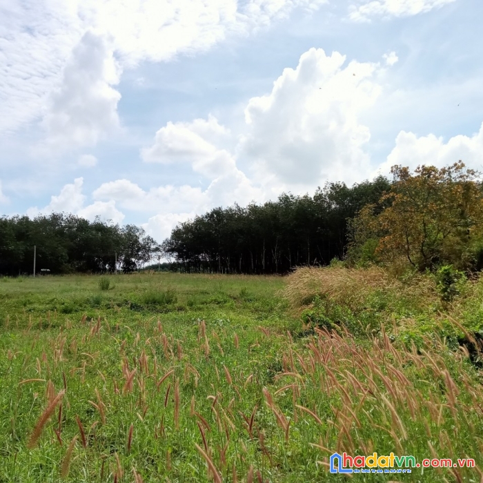 Bán lô đất thổ cư 250m2 tại tân quan, hớn quản, bình phước giá 950tr