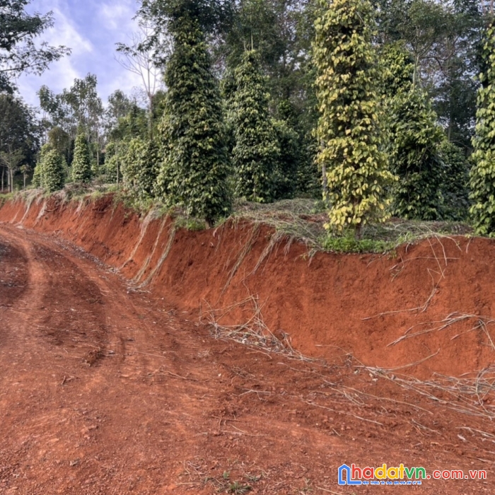 Chính chủ cần bán đất rẫy vị trí đẹp tại đắk nông