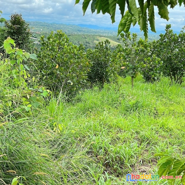 Ngộp vốn bán gấp đất nông nghiệp krông nô, đăk nông