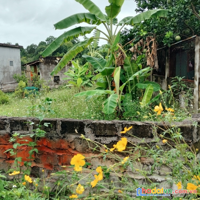 Cần bán 100m2 tại đồng minh- phương đông- uông bí