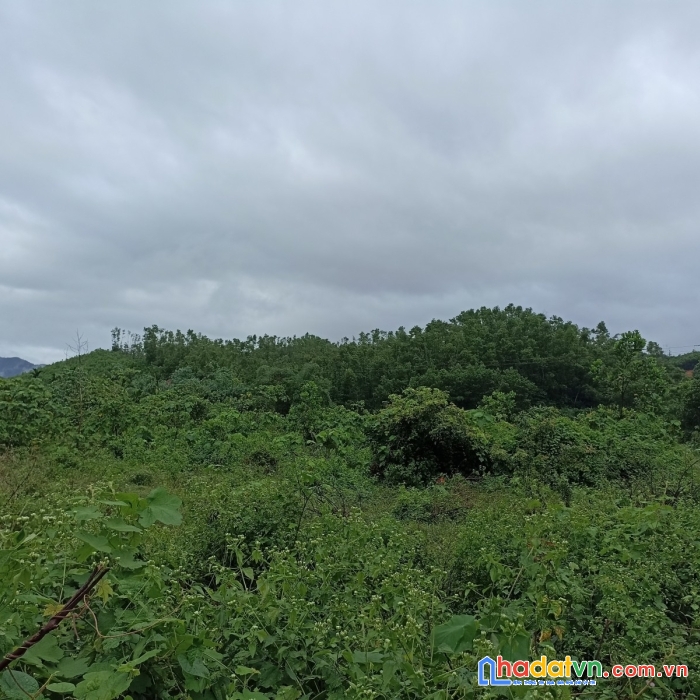 Đất hoà vang đà nẵng, hoà ninh 16.5 ha, ô tô vào, 10 tỷ