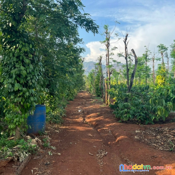Chính chủ cần bán 4ha đất đỏ trồng cây vị trí đẹp tại gia lai