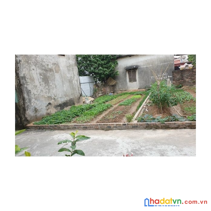 Cực hiếm 50m2, xóm đường nguyên khê đường siêu rộng xe tải chạy, mà chỉ hơn 1 tỷ