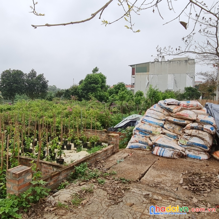 Bán gấp đất thị xã sơn tây, hà nội - miễn tg