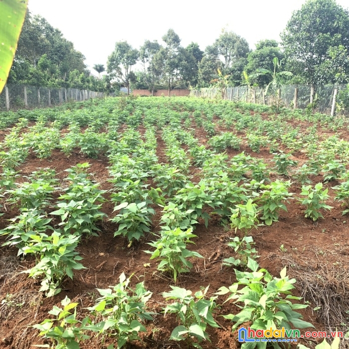 Sở hữu ngay lô đất đẹp tại xã đinh lạc, huyện di linh, lâm đồng