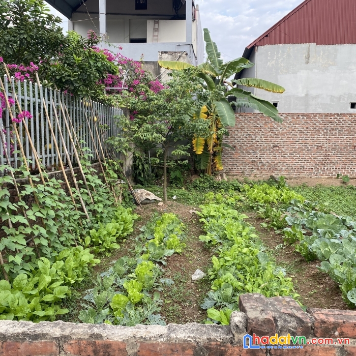 Tôi cần bán nhanh 55m² trục chính thôn thượng- đông xuân- sóc sơn-hà nội