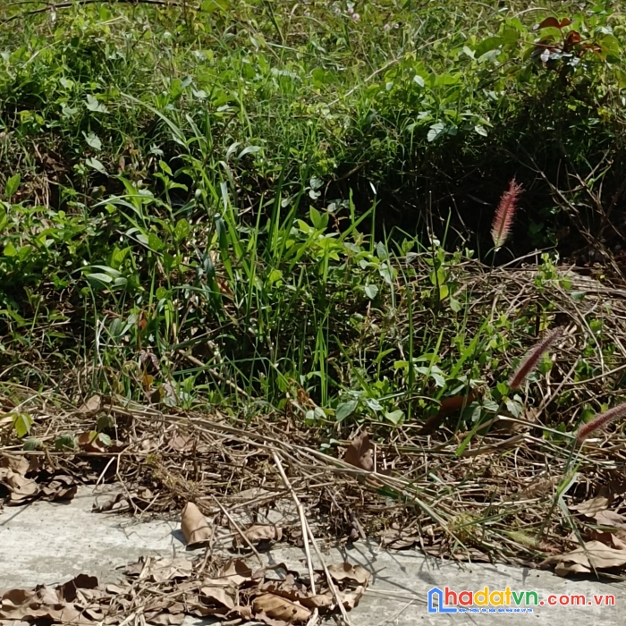 Đất ngộp thở thổ cư 