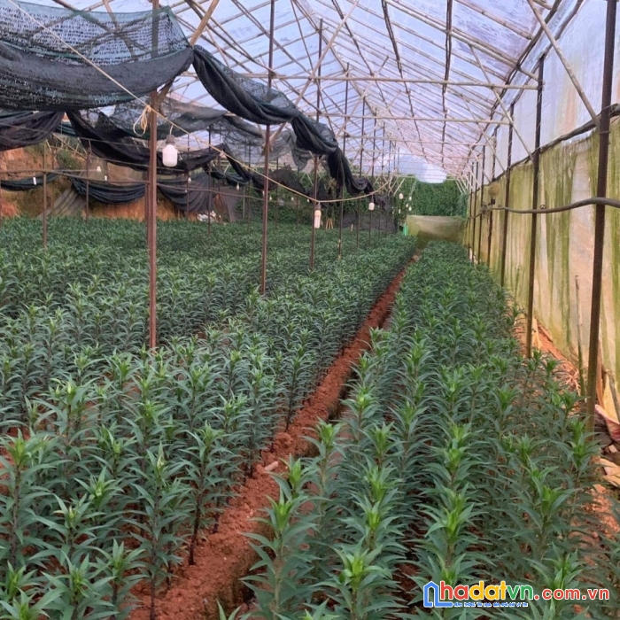 Cần bán gấp đất vườn đường vạn thành, đà lạt 1647m2 giá chỉ 7 tỷ