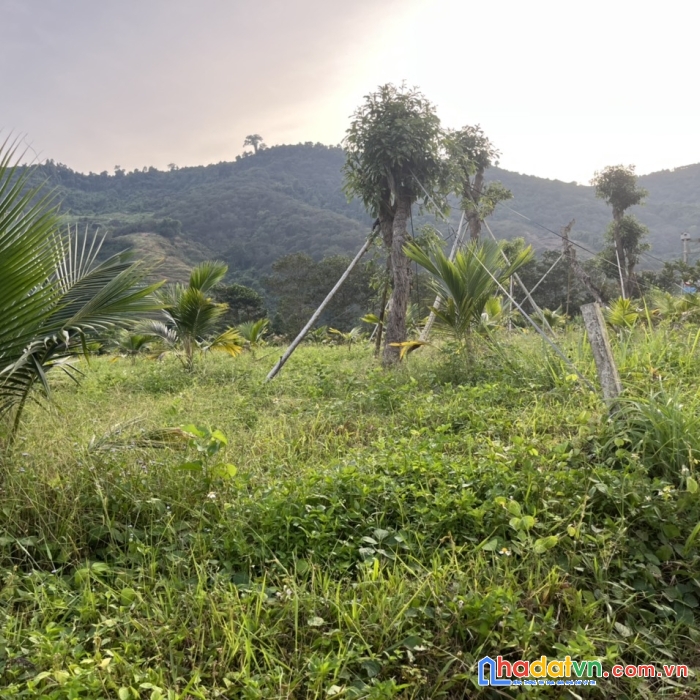 Chính chủ cần bán 1ha sầu và dừa, lộc vừng, view sông rất đẹp  đạ huoai, lâm đồng