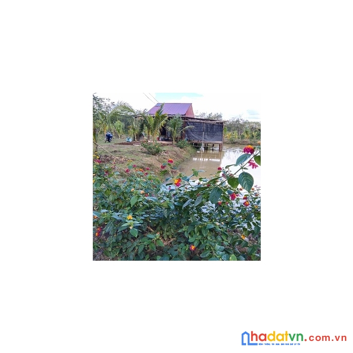 Chính chủ cần bán khu nghỉ dưỡng tại đức hạnh huyện bù gia mập tình bình phước