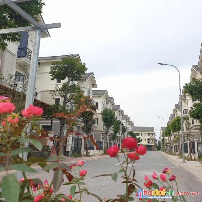 Tìm đâu ra biệt thự tại trung tâm thành pố từ sơn giá chỉ 48tr/m2. gọi ngay 0984422588