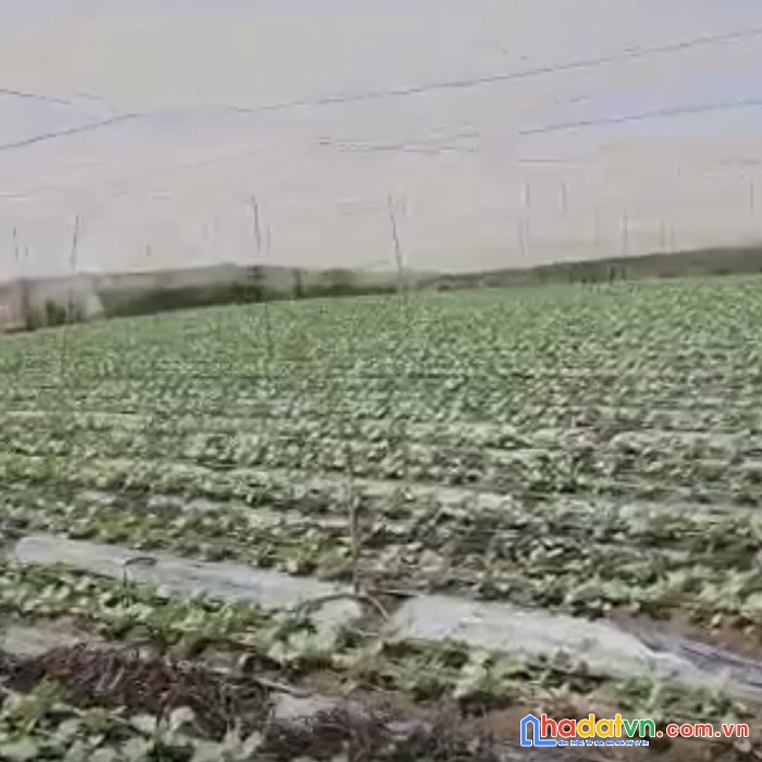 Cần bán gấp lô đất nông nghiệp lên thổ cư 100% thị trấn thạnh mỹ huyện đơn dương lâm đồng