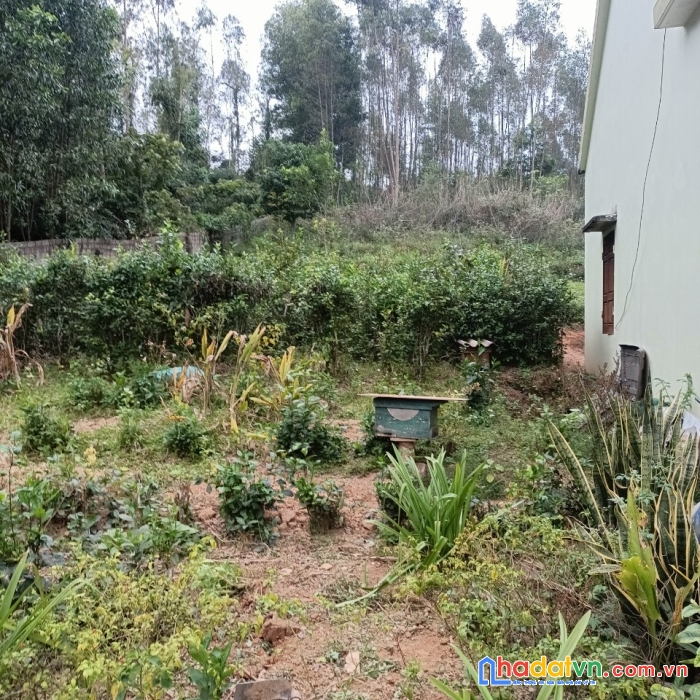 Chính chủ cần bán  gấp nhà vườn tại nghĩa đàn - nghệ an