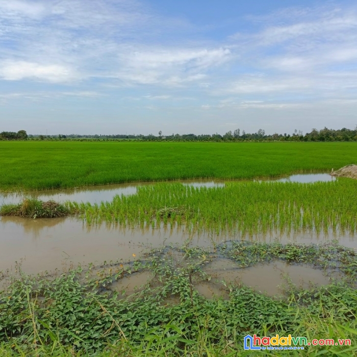 Bán gấp đất mặt tiền lộ nhựa 922 tại xã định môn, thới lai, cần thơ