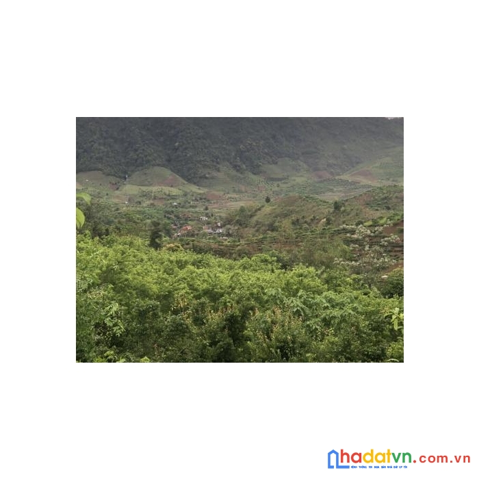  bán đất nền mộc châu ,5ha xã chiềng sơn sổ đỏ rõ ràng
