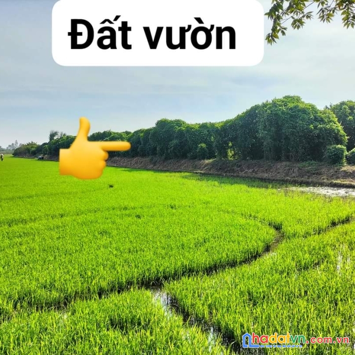 Chính chủ cần bán gấp 12 công vườn bưởi đẹp vị trí tại ấp bình phú 1, xã phú bình, phú tân, an