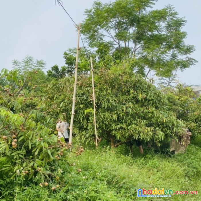 (cơ hội) mua đất sào mẫu bà rịa giá rẻ 0937471568