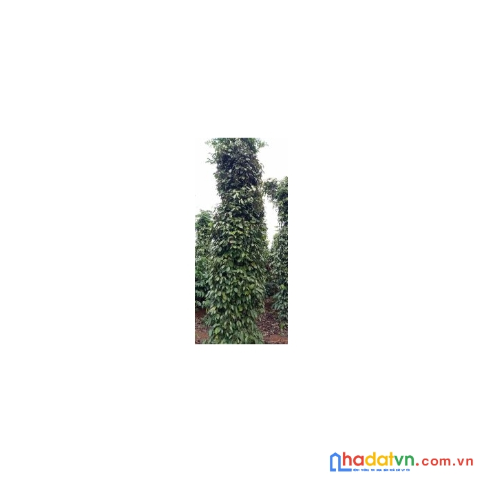 Cần bán đất rẫy cà phê tiêu giá rẻ tại đắk lắk