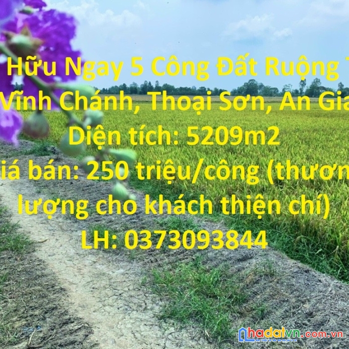 Sở hữu ngay 5 công đất ruộng tại xã vĩnh chánh, thoại sơn, an giang