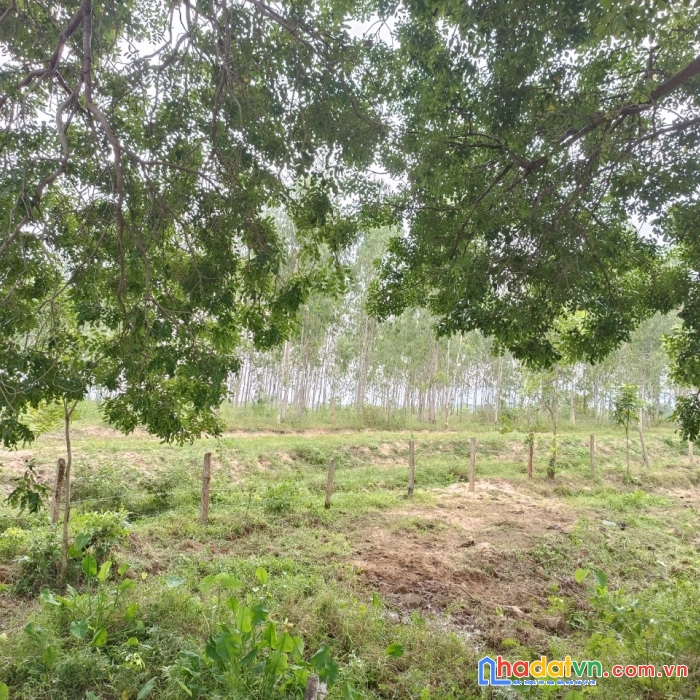 Sở hữu ngay lô đất đẹp tại thị trấn tân sơn, huyện ninh sơn, ninh thuận