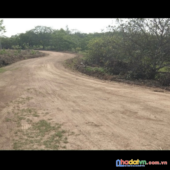 Chỉ 80tr/sào tại khu vực xã tân hòa, buôn đôn, đak lăk.