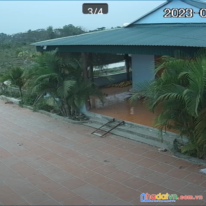 Nhượng trang trại 3,5 ha đang cho thu hoạch tại yên định –thanh hóa 8 tỷ