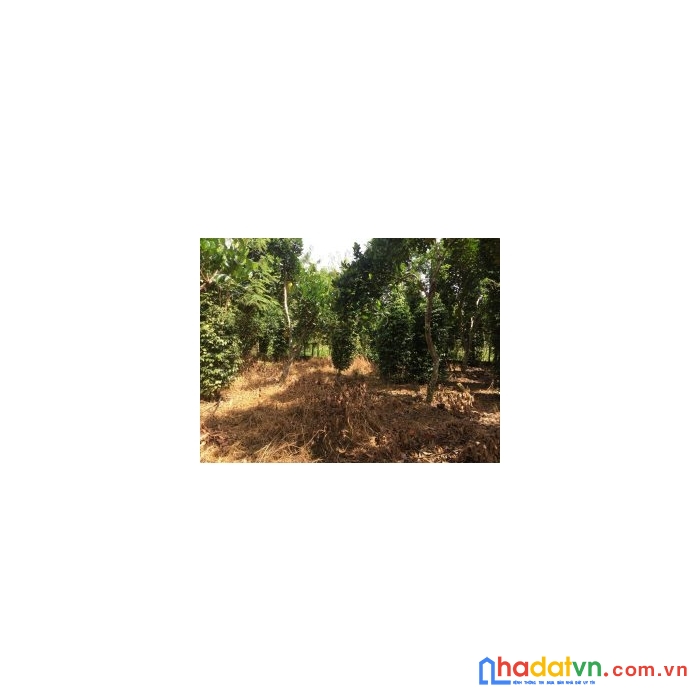 Chính chủ cần bán đất diện tích rộng tại đồng nai