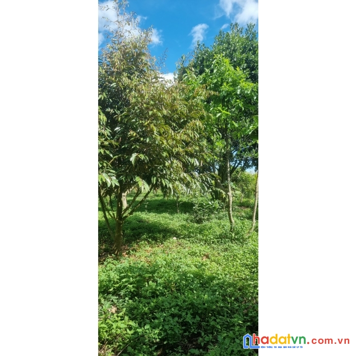 Cần bán ngay lô đất đẹp vị trí đắc địa tại xã phú hội, huyện đức trọng, lâm đồng