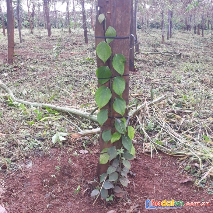 Sở hữu ngay lô đất đẹp tại xã ia bong, huyện chư prong, gia lai