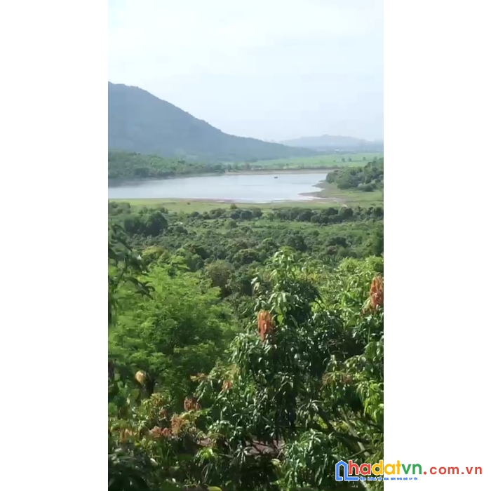 Vườn xoài 1,5ha hồ am chúa-diên điền chỉ 1,5 tỷ